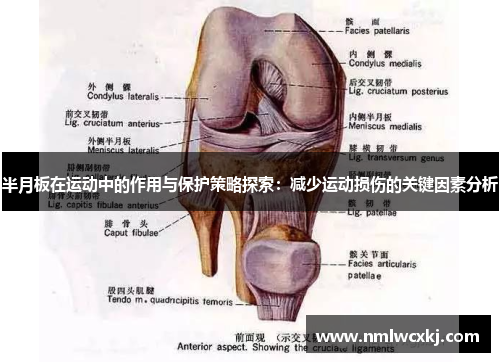 半月板在运动中的作用与保护策略探索：减少运动损伤的关键因素分析